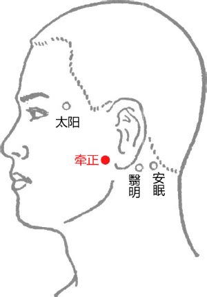 牽正穴|牽正穴位置 